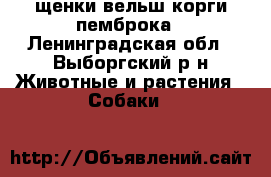 щенки вельш корги пемброка - Ленинградская обл., Выборгский р-н Животные и растения » Собаки   